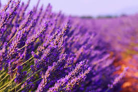 The benefits of lavender and best uses.